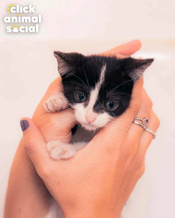 Gato ra a SRD ( SEM RACA DEFINIDA) idade 2 a 6 meses nome VIOLETA