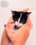 VIOLETA