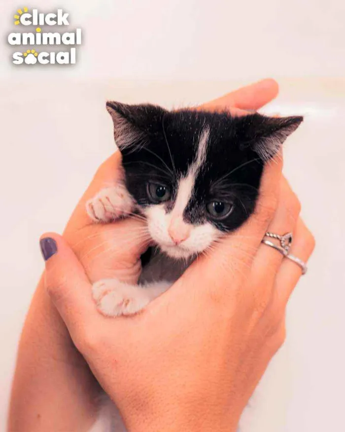 Gato ra a SRD ( SEM RACA DEFINIDA) idade 2 a 6 meses nome VIOLETA