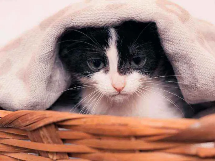 Gato ra a SRD ( SEM RACA DEFINIDA) idade 2 a 6 meses nome VIOLETA