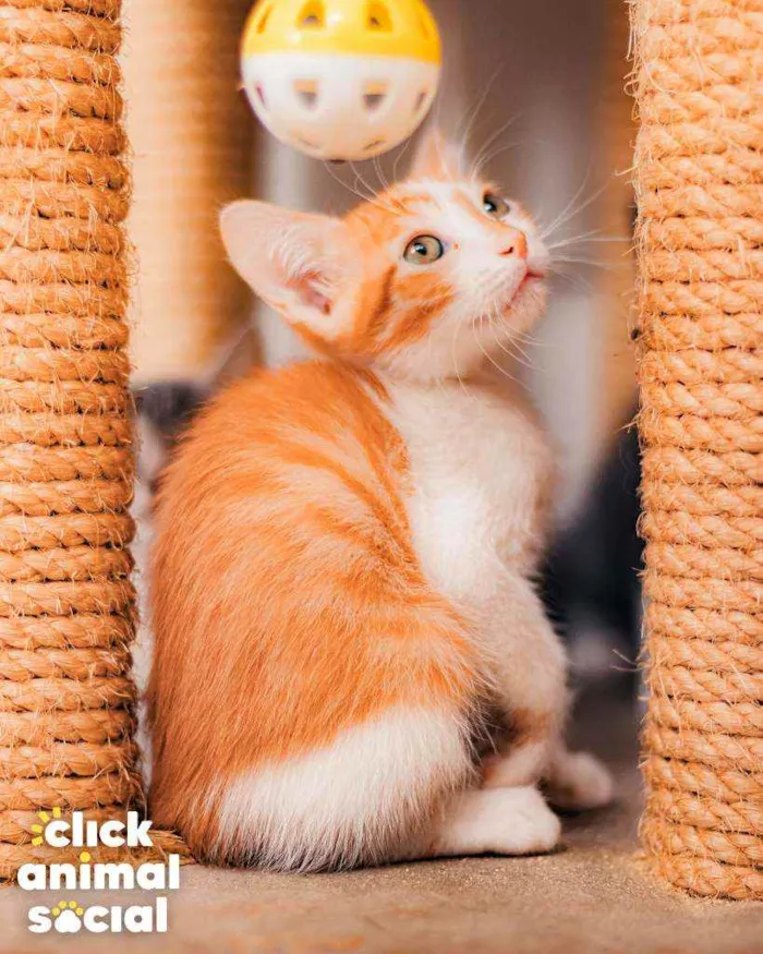 Gato ra a SRD ( SEM RACA DEFINIDA) idade 2 a 6 meses nome CHEETOS