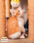 CHEETOS