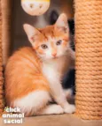 CHEETOS