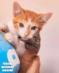 CHEETOS