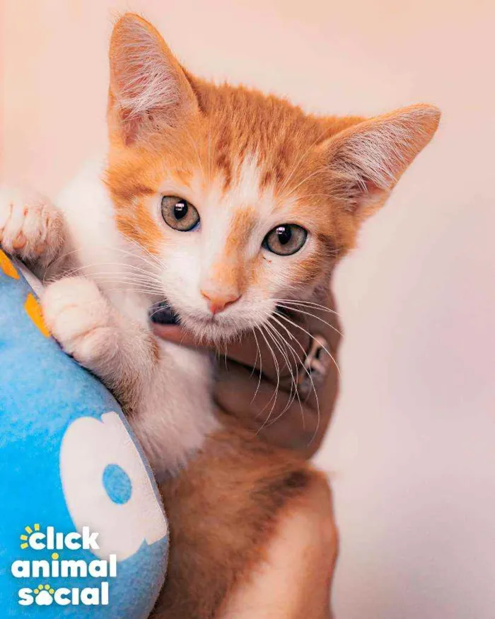Gato ra a SRD ( SEM RACA DEFINIDA) idade 2 a 6 meses nome CHEETOS