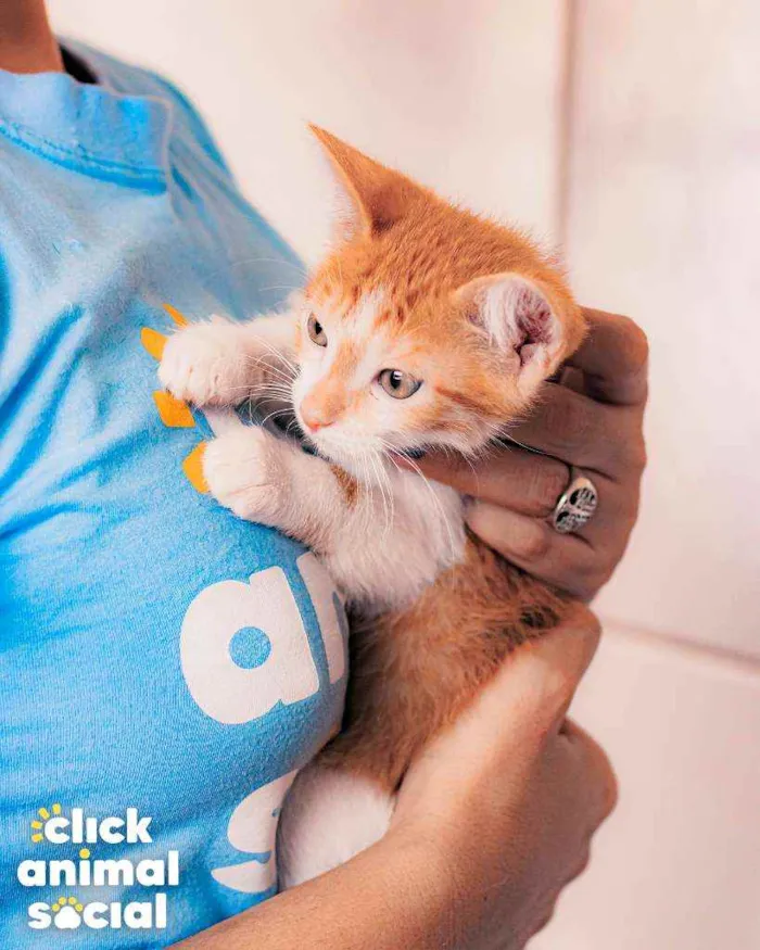 Gato ra a SRD ( SEM RACA DEFINIDA) idade 2 a 6 meses nome CHEETOS