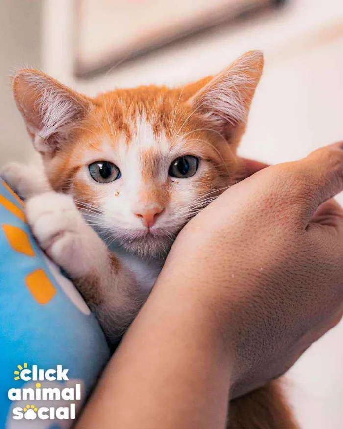Gato ra a SRD ( SEM RACA DEFINIDA) idade 2 a 6 meses nome CHEETOS