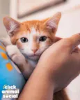 CHEETOS