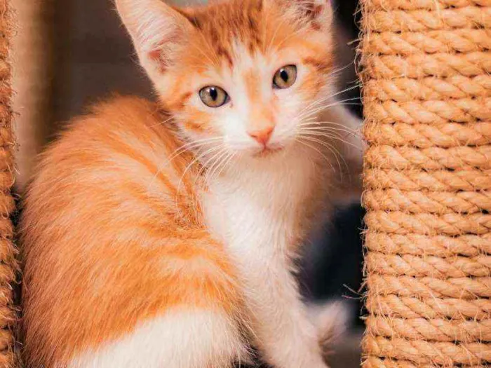 Gato ra a SRD ( SEM RACA DEFINIDA) idade 2 a 6 meses nome CHEETOS