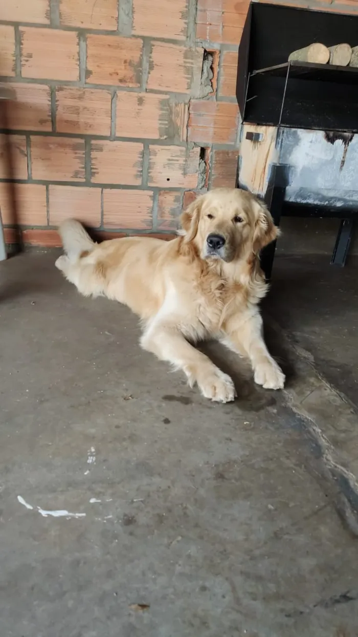 Cachorro ra a Golden retriver idade 3 anos nome Thor