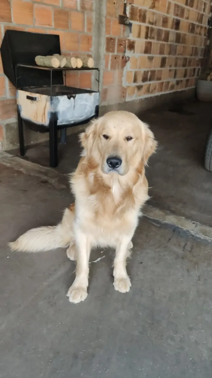Cachorro ra a Golden retriver idade 3 anos nome Thor