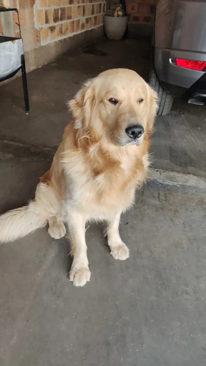 Cachorro ra a Golden retriver idade 3 anos nome Thor
