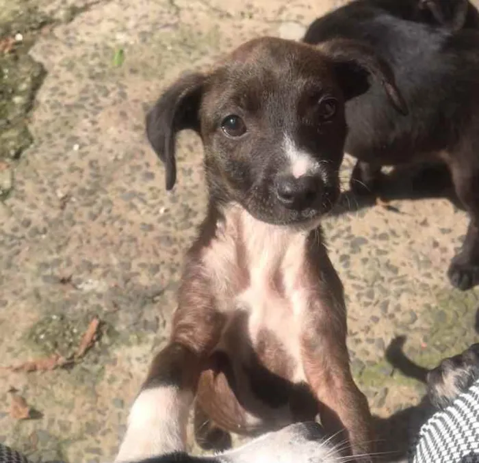 Cachorro ra a Vira lata idade 2 a 6 meses nome Babi