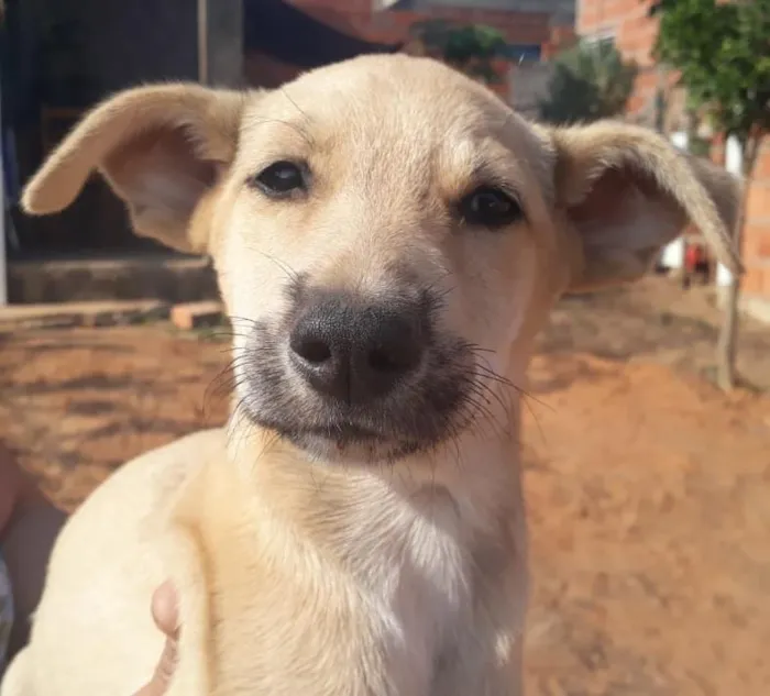 Cachorro ra a SRD-ViraLata idade 2 a 6 meses nome Sem nome