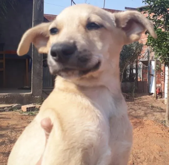 Cachorro ra a SRD-ViraLata idade 2 a 6 meses nome Sem nome