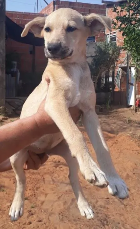 Cachorro ra a SRD-ViraLata idade 2 a 6 meses nome Sem nome