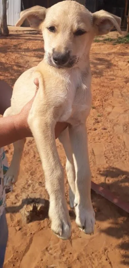 Cachorro ra a SRD-ViraLata idade 2 a 6 meses nome Sem nome