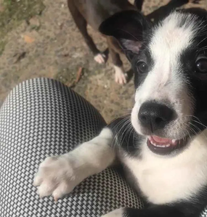 Cachorro ra a Vira lata idade 2 a 6 meses nome Inês