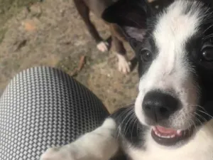 Cachorro raça Vira lata idade 2 a 6 meses nome Inês