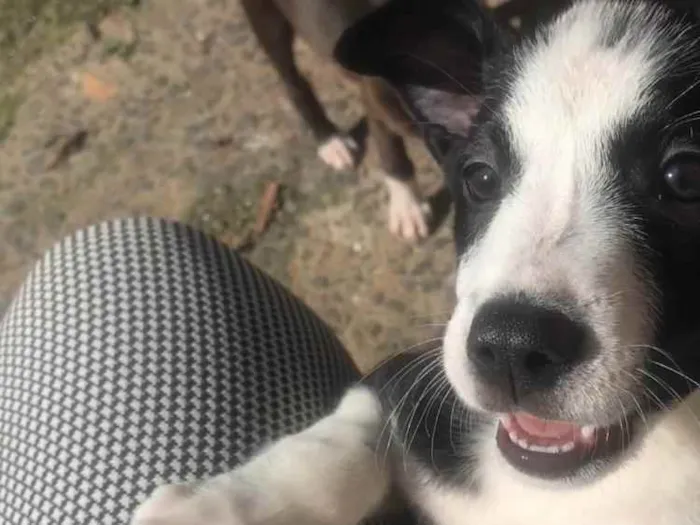 Cachorro ra a Vira lata idade 2 a 6 meses nome Inês