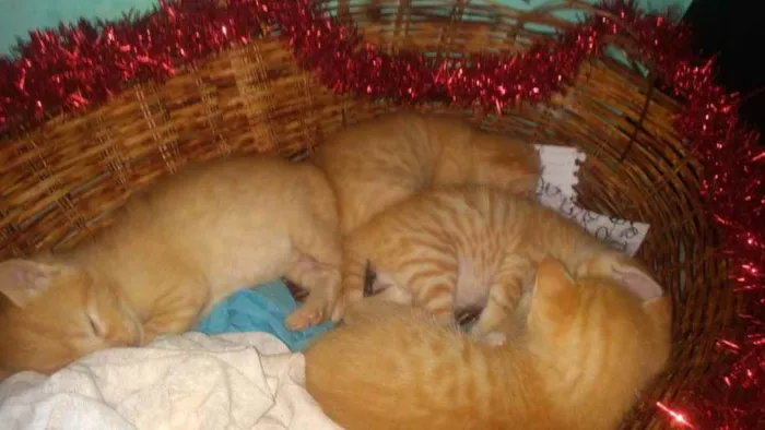 Gato raça Srd idade Abaixo de 2 meses nome Amarelinhos