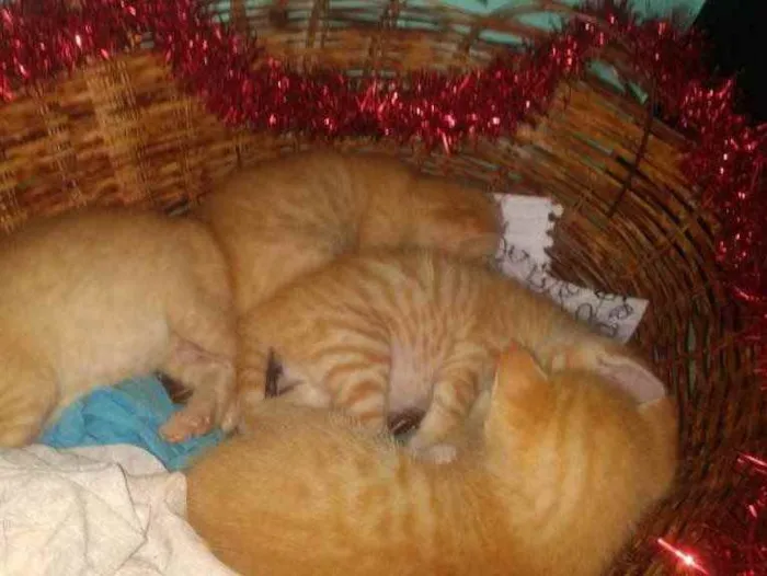 Gato raça Srd idade Abaixo de 2 meses nome Amarelinhos