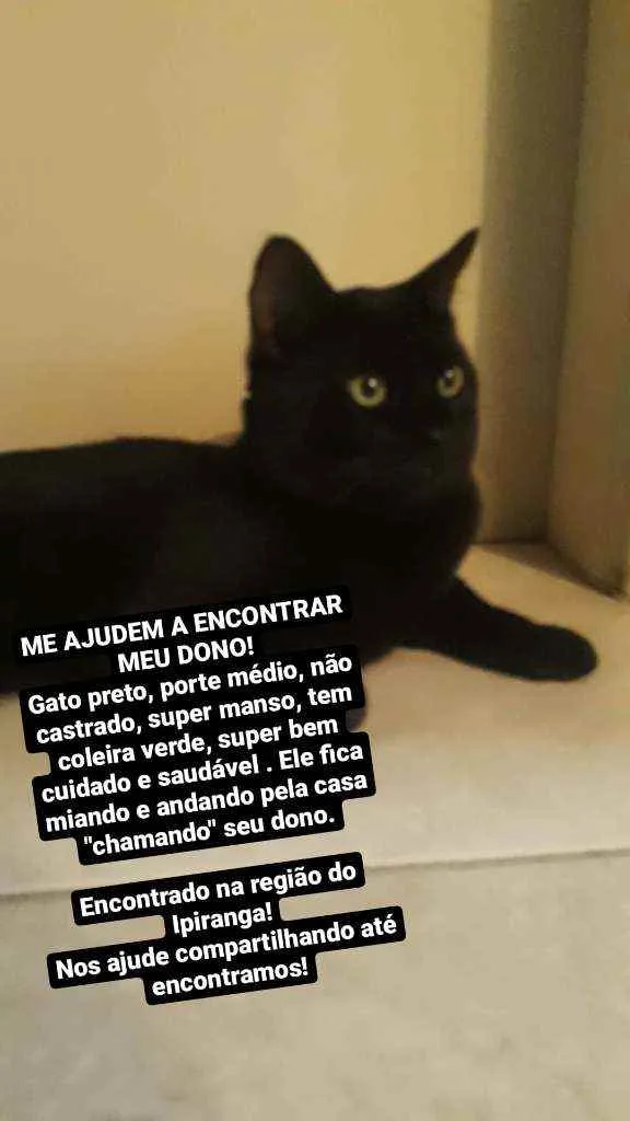 Gato ra a Não definida idade 6 ou mais anos nome Pretão