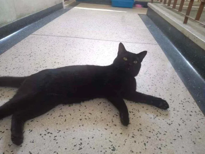 Gato ra a Não definida idade 6 ou mais anos nome Pretão