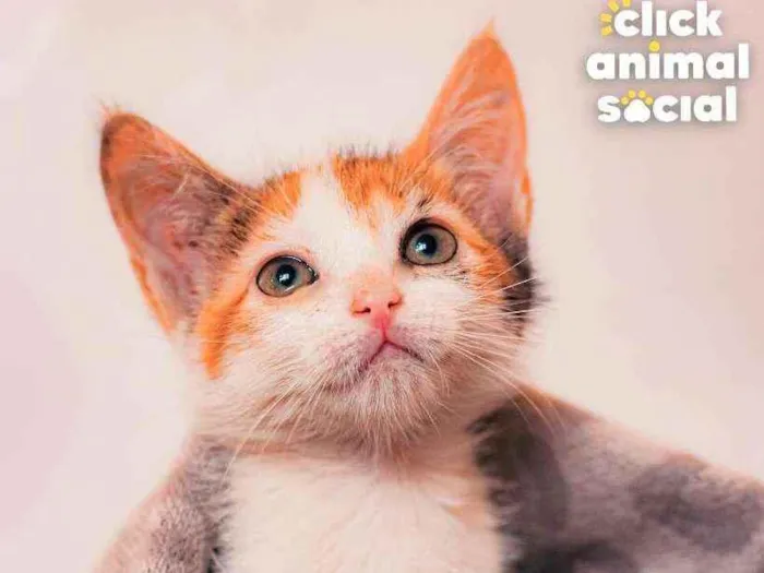 Gato ra a SRD ( SEM RACA DEFINIDA) idade 2 a 6 meses nome ROSA