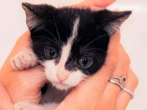 Gato raça SRD ( SEM RACA DEFINIDA) idade 2 a 6 meses nome VIOLETA