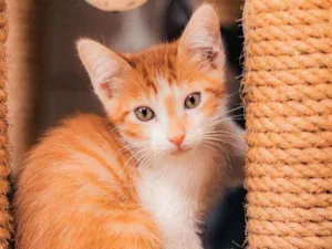 Gato raça SRD ( SEM RACA DEFINIDA) idade 2 a 6 meses nome CHEETOS