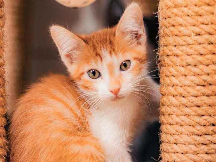 Gato ra a SRD ( SEM RACA DEFINIDA) idade 2 a 6 meses nome CHEETOS