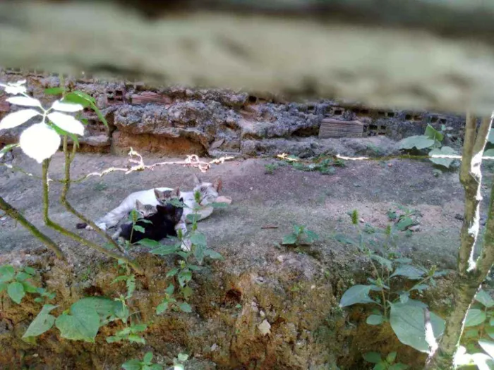 Gato ra a Mestiço idade Abaixo de 2 meses nome Não tem