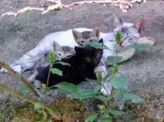 Gato ra a Mestiço idade Abaixo de 2 meses nome Não tem