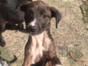 Cachorro raça Vira lata idade 2 a 6 meses nome Babi