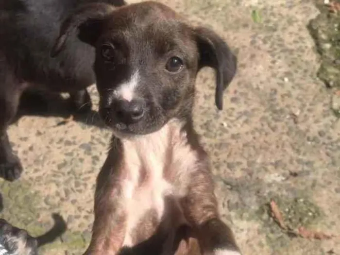 Cachorro ra a Vira lata idade 2 a 6 meses nome Babi