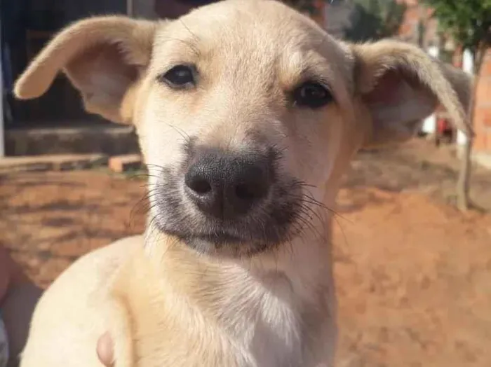 Cachorro ra a SRD-ViraLata idade 2 a 6 meses nome Sem nome