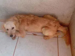 Cachorro raça  idade 4 anos nome Billy