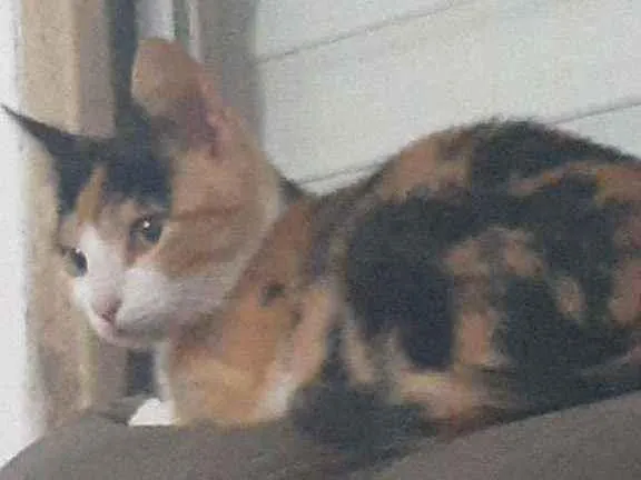 Gato ra a Srd idade 2 a 6 meses nome Aurora