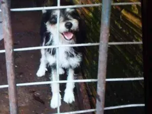 Cachorro raça Srd idade 1 ano nome Pantufa