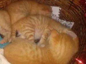 Gato raça Srd idade Abaixo de 2 meses nome Amarelinhos