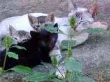 Gato ra a Mestiço idade Abaixo de 2 meses nome Não tem