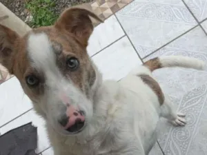 Cachorro raça Vira Lata idade 2 a 6 meses nome Astor