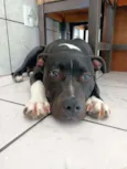 Apolo