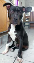Apolo
