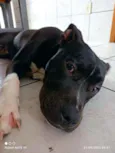 Apolo