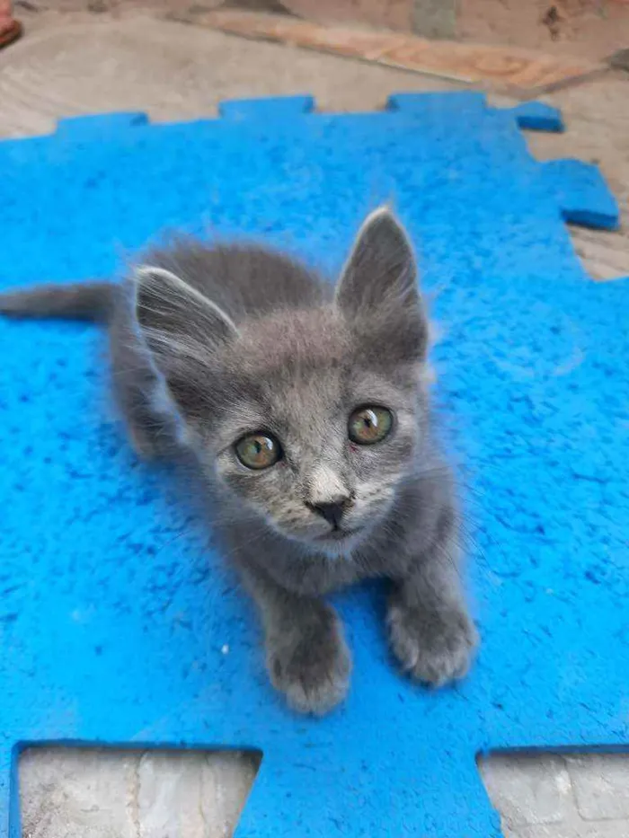 Gato ra a S.R.D. idade Abaixo de 2 meses nome Kiwi