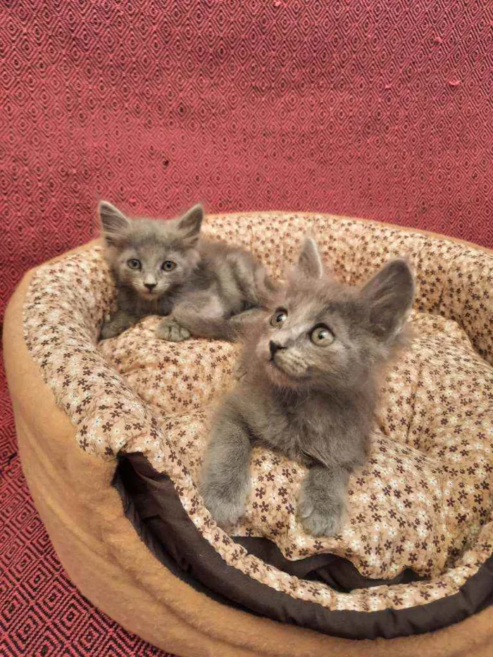 Gato ra a S.R.D. idade Abaixo de 2 meses nome Kiwi