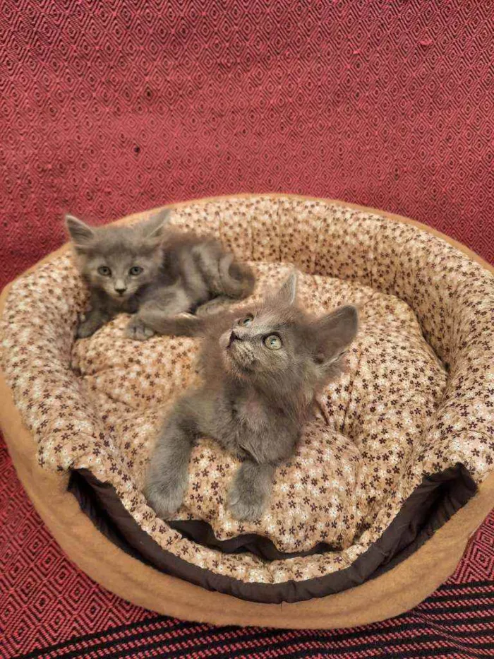 Gato ra a S.R.D. idade Abaixo de 2 meses nome Kiwi