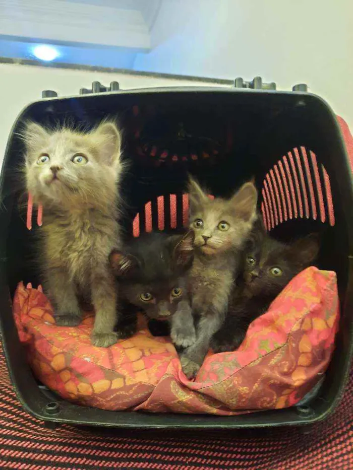 Gato ra a S.R.D. idade Abaixo de 2 meses nome Kiwi